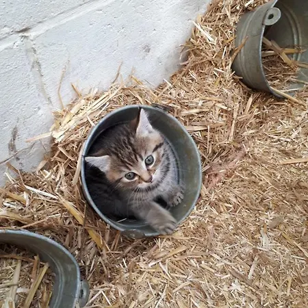 Biafaux * Saint-Denis (Namur)